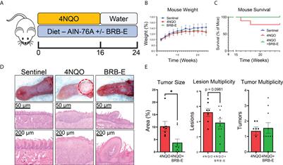 Black <mark class="highlighted">raspberry</mark> extract inhibits regulatory T-cell activity in a murine model of head and neck squamous cell carcinoma chemoprevention